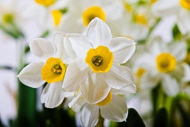 新一期日本玩家票选游戏期待榜 《塞尔达传说：王国之泪》登顶